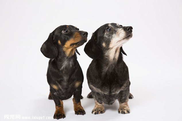 Mini Winnie (left) 1 yr old & Winnie (right) 12 yrs old