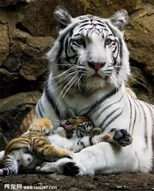 ������ѵ�һ���Ķ��ﾪ����Ƭ�������Ķ��ǰ���