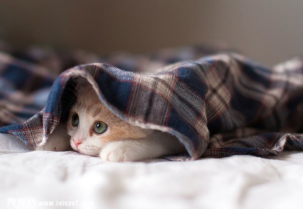 С��è˯��ʱ�����Ƭ��ȫ����ͼ��