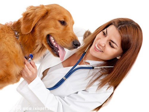 【专业课堂】猫狗尿液分析及临床意义