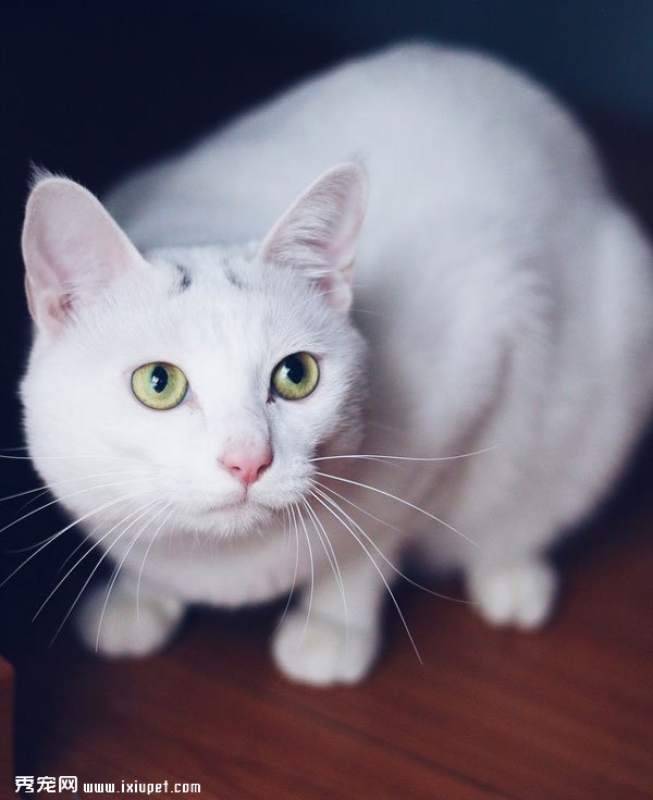 �ɰ��İ�ɫèèͼƬ
