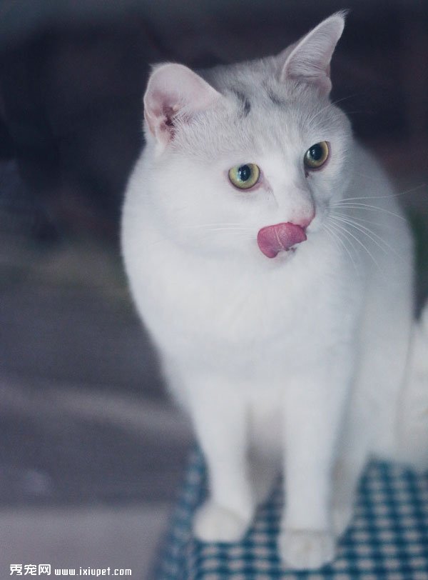�ɰ��İ�ɫèèͼƬ