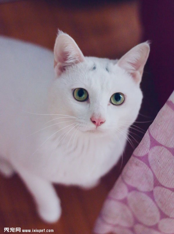 �ɰ��İ�ɫèèͼƬ