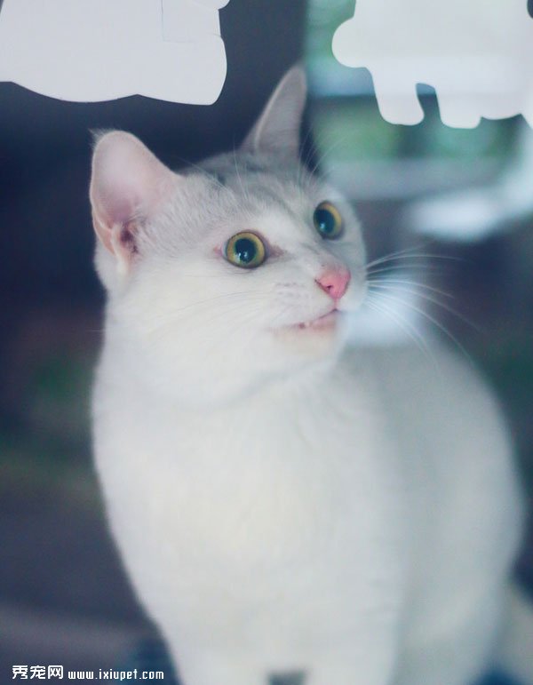 �ɰ��İ�ɫèèͼƬ