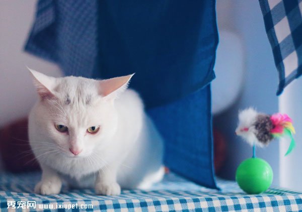 �ɰ��İ�ɫèèͼƬ
