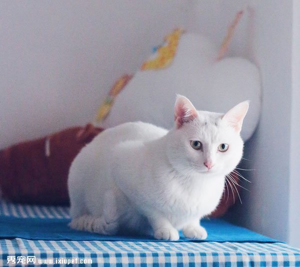 �ɰ��İ�ɫèèͼƬ