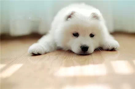 �������,����ר�����ȳ裬�����������ֻ��