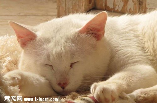 �Ǵ���è������?�Ǵ���èͼƬ_�۸�_���ܡ�ͼ��