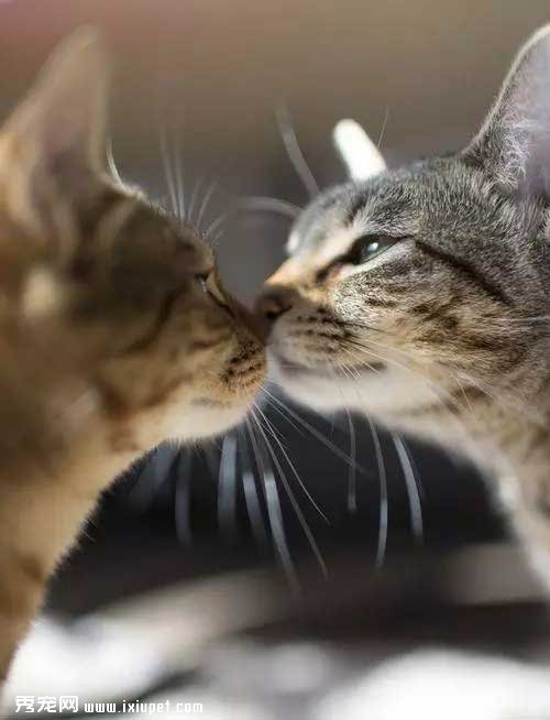 è���һֱ�У���֪����ʲô��˼��