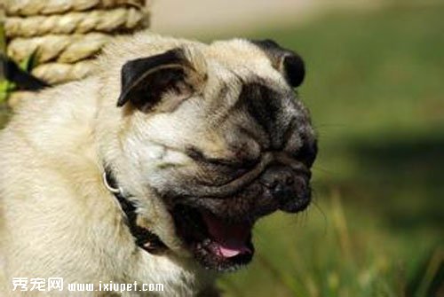 �����о����棺�����ܹ������˵��沿����