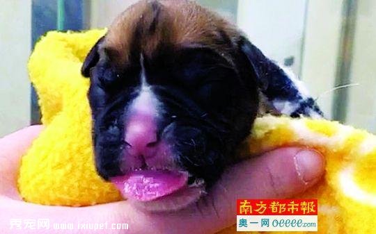 Ӣ�򸾰����ɳ� ��10����Ԫ��¡����12�찮Ȯ