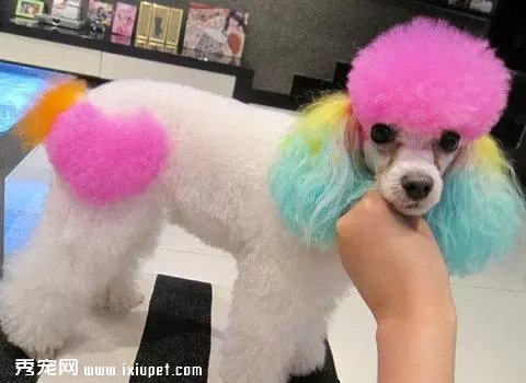 ������ʳ�Ư�� ����Ⱦë�������