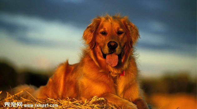 金毛犬图片欣赏4