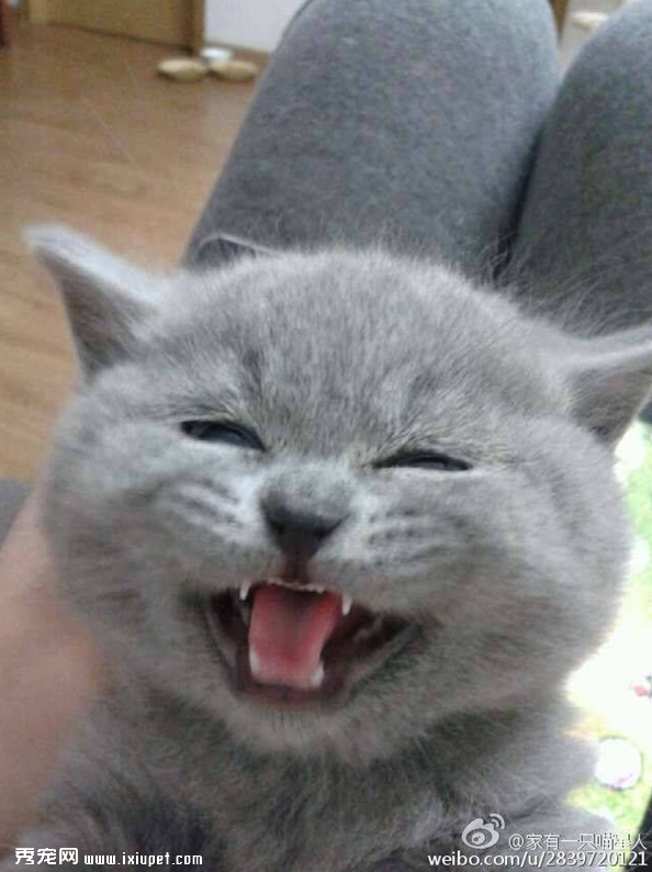 ��ϲ��