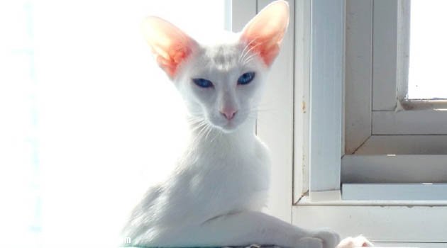 ������ëèͼƬ����5