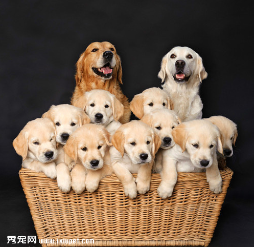 面对狗狗的恐惧心理爱抚成关键