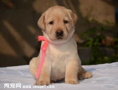 �������ѶԹ��񾭼õĹ����ʳ�����66%����Ϊ�������������ĵ�һ����������������ôǿ���й��˵�Ǯ��������������?��������������Щ���ݡ�  �����Ժ��� ����������  �����ɳ���50�����������㼯���������ݣ�Ϊ���ǻ�����һ��2015�й���������ͼ��������ͼ�ϣ��Է��������Ǵ�ͷ���й�������������ʾ�� 2015���������������ѳ���������ǰ11���£����ѽ��ͬ���ۼ�����16.6%��ƽ��ÿ��ˢ�����ѵĽ��Ϊ434Ԫ����2014�������½���  �����������ѽ����Ȼ���ˣ�����������Է��Ĵ���ȴ���ˣ�����ϰ��Ҳ���ˡ�2015�꣬���������ѡ����ĩ����Է�����ǰ11���£��ͻ���739�ڡ�  �������˳ԣ���һ���Ŀ��������档2015�꣬���ǻ��ڳ����ϵ�ǮҲ���١���ȥ�ꡰʮһ���ƽ���Ϊ�����г���7.5���˴γ��У���ģ�״γ��������ˡ���  ������������ʾ����������������ʢ��2015����Ҫ�ڼ���������Ʊ���ÿ���������Ѹ�٣����д��ڡ�����һ���͡�ʮһ�������������ѽ�������������40%�����⣬��ĩ�Ρ��Լ��Ρ������γ�Ϊ��¿�ѡ����  ������ݡ����￪������  �����������������������Ǯ������񡱳����������㡣��2015���й��˵���������ͼ�ϣ���Ǯ����������ҵ����Щ��?  ����ͨ�����ݷ������֣��Ƿ������ҵ��һ�����ԡ���������Է���ҵ��Ҳ����˵2015�����ø����Ǯ������񡱡�  ����������ʾ���Ƿ������ǳ�����ҵ�����������̵����ҽ��2015��ǰ11���£����ڳ������ϵ�ˢ�����Ѵﵽ56.8��Ԫ��ͬ������260.2%��  ��������ݡ�������˵�������ҵ��Ҳ�����˱���ʽ��չ��2015��ǰ11���µ�ˢ�����Ѷ�Ϊ281.9��Ԫ��ͬ������229.4%��  ������2015�꣬����һ�ʿ�������С�ӣ��Ǿ�������ά�ޱ�����ǰ11���£������������ҵˢ�����ѽ��Ϊ567.3��Ԫ��ͬ������172.8%�����޳���ȣ��������ϵ�Ǯ��ֻ��2.22%�����١��ɴ˿ɼ�����������ٽ����ͥ�󣬾��������ʼ����ת��������  �����������������ǻ���·�ϵ�ǮҲ���١�2015��ǰ11���£�½·��ͨ��ҵ����691.2��Ԫ��ͬ������121.4%�������Ľ�ͨ���磬�ó���Խ��Խ���ס�  �������Ļ����顱��������  ����¼��Ƭ������ָ�������Ļ����顱�����������ȵ㡣  ����������񡱵�ͬʱ�������У�����û�����������һ�����ѣ�¼һ�Ÿ��˳�Ƭ����һ���ͻ����Լ����һ�����ָ?���ڣ���Щ�Ļ�Ԫ�ؾ����������ߣ���Ϊ������������ȵ㡣  ������һ�Ҿ�Ӫ����¼�Ƶĵ��̣�����ֻ�軨30ԪǮ���Ϳ����߽�רҵ¼���¼��һ�������Լ������ֳ�Ƭ����Ƭ�ϻ�����ӡ���Լ���ר����Ƭ������ͨ�˹�һ������񫡣  ������ֻ������ʽ���ѣ��ڸոչ�ȥ��2015�꣬�Ļ����ѳ�Ϊ���㡣����ಿ������Ƭ����ܵ���������ӰƱ���׶�ͻ��400��Ԫ��ء�  ����������ˣ��ҹ��Ļ�����ʵ�ʹ�ģ��Ǳ�ڹ�ģ֮�������Ų�С�Ĳ�ࡣ��������ʾ���ҹ��Ļ�����Ǳ�ڹ�ģΪ4.7����Ԫ��ʵ�����ѽ�Ϊ1����Ԫ���ҡ����ڼ����Ļ�����ȱ�ڣ�Ϊ�Ļ���ҵ�ṩ�˾޴������ռ䡣