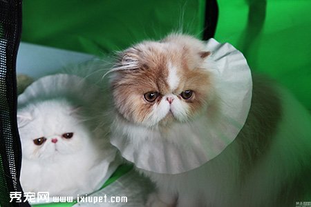 ��ί�ڶԲ���è��������
