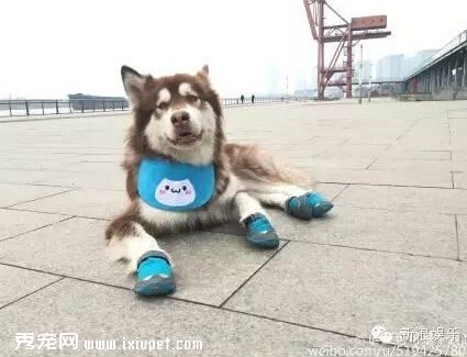 ��ֻ�������ܺ���һ��Ѫ!