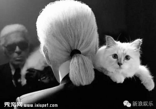�˱ȳ��������ˣ�����Chanel�Ϸ�ү����ֻè