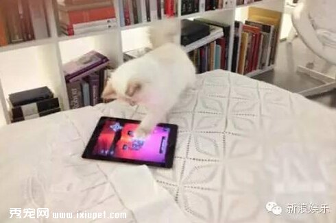 �˱ȳ��������ˣ�����Chanel�Ϸ�ү����ֻè