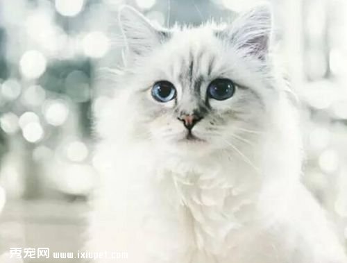�˱ȳ��������ˣ�����Chanel�Ϸ�ү����ֻè