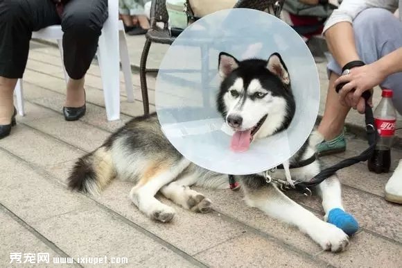 ��Լ���죬����һ���빷��ȥ����
