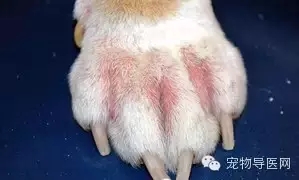 �ز�|16�ֳ��ﳣ��Ƥ����ͼ�Ĵ�ȫ