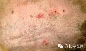 �ز�|16�ֳ��ﳣ��Ƥ����ͼ�Ĵ�ȫ