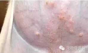 �ز�|16�ֳ��ﳣ��Ƥ����ͼ�Ĵ�ȫ