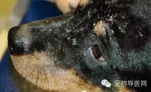 �ز�|16�ֳ��ﳣ��Ƥ����ͼ�Ĵ�ȫ