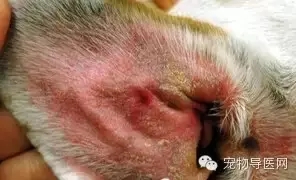 �ز�|16�ֳ��ﳣ��Ƥ����ͼ�Ĵ�ȫ