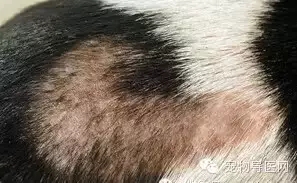 �ز�|16�ֳ��ﳣ��Ƥ����ͼ�Ĵ�ȫ