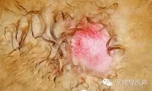 �ز�|16�ֳ��ﳣ��Ƥ����ͼ�Ĵ�ȫ