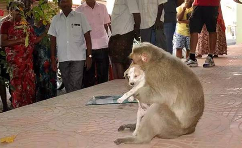 ӡ�Ⱥ�������һֻ����С���ж�����������