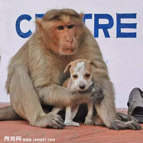 ӡ�Ⱥ�������һֻ����С���ж�����������