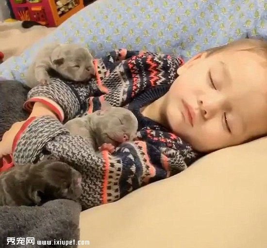С������һȺС����������˯�ȷ�����