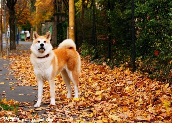��ɵɵ�ֲ��塿5���������ֱ�����Ͳ�Ȯ��-����˵