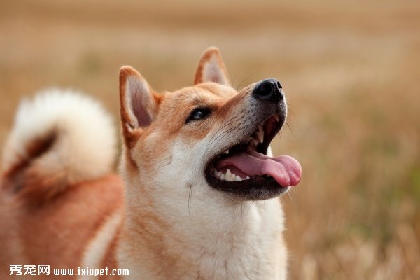 ��ɵɵ�ֲ��塿5���������ֱ�����Ͳ�Ȯ��-����˵