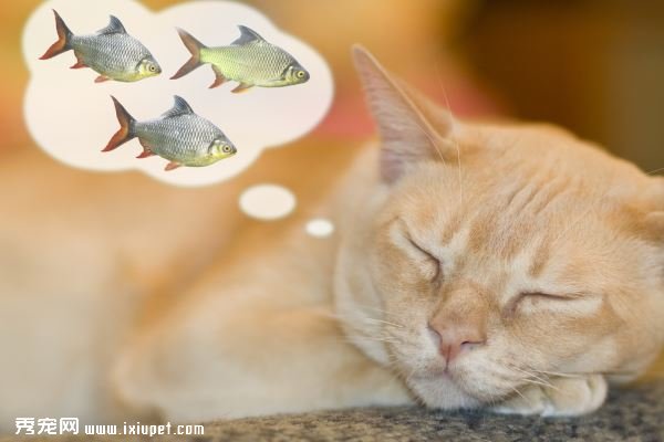 ����ʺ��ע�⣡����Щ��ͺ���è�䲻�ܳԣ�-����˵