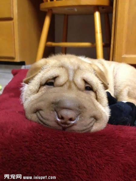 �ҵ����Ц���ֵ����Ц���㿴����Щ���ﶼЦ�úÿ���-����˵