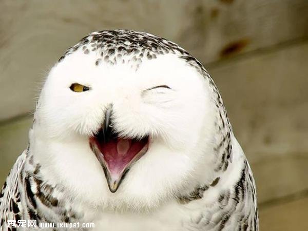 �ҵ����Ц���ֵ����Ц���㿴����Щ���ﶼЦ�úÿ���-����˵