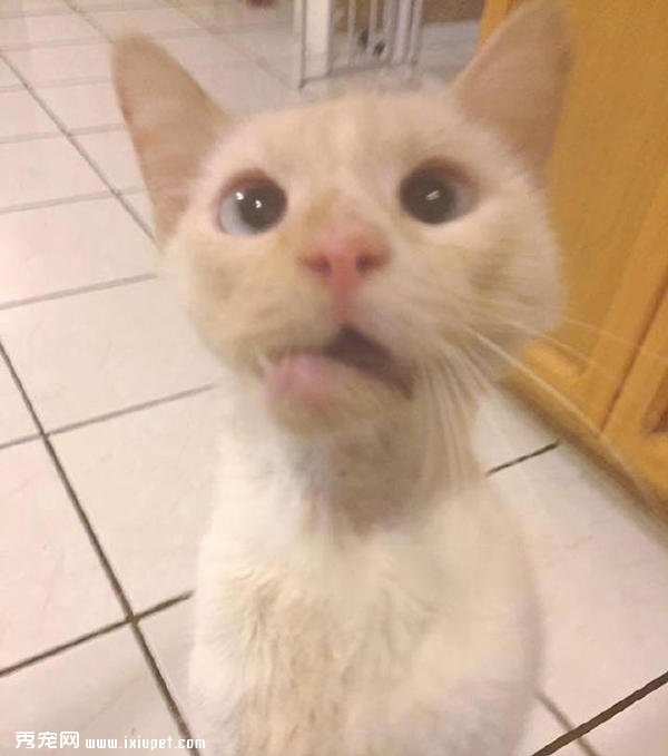 ��ײ���°͵�è�䷴������ø����������è�䣡-����˵