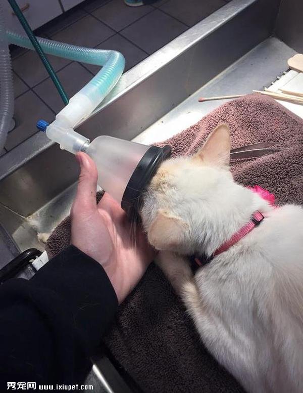 ��ײ���°͵�è�䷴������ø����������è�䣡-����˵