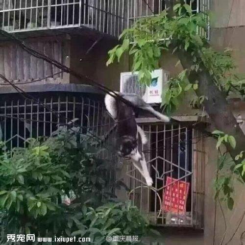 ��ʿ��ʧ��׹¥ �󹷹�������Ӱ���