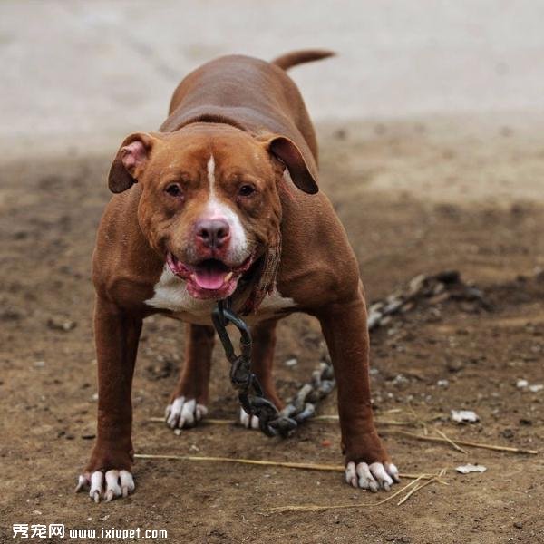 ��С��Ƥ��һ�䣺������Լ��������𡭡���