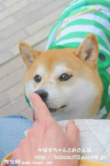 ��ҡ��ʿ��Ȯ���λ�ľ���������ֱ̫ħ���� 