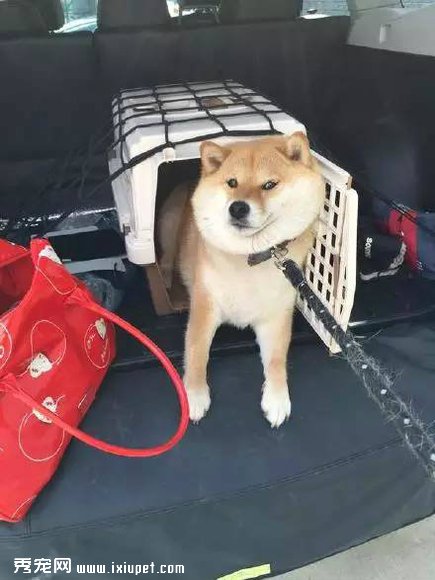 ��ҡ��ʿ��Ȯ���λ�ľ���������ֱ̫ħ���� 