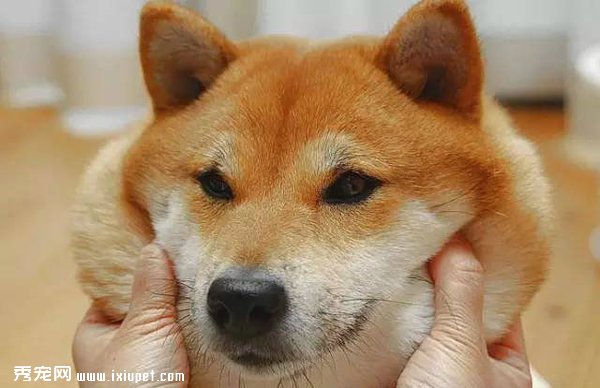 ��ҡ��ʿ��Ȯ���λ�ľ���������ֱ̫ħ���� 