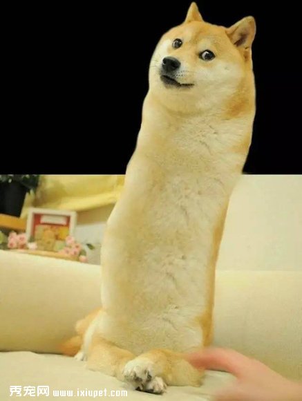 ��ҡ��ʿ��Ȯ���λ�ľ���������ֱ̫ħ���� 